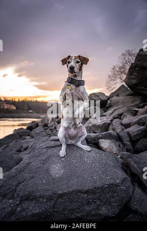 Der Border Collie ist eine Arbeits- und Hütehund Rasse in der schottischen Grenze für das Hüten von Vieh, vor allem Schafe entwickelt. Hoch angesehen Stockfoto