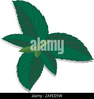 Spearmint grün Blatt. Vektor frische Minze auf einem weißen Hintergrund. Menthol gesunde Aroma. Pflanzliche Natur Pflanze. Stock Vektor
