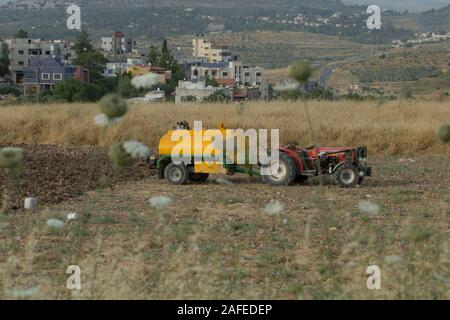 Palästinensischen Bewohner in einer steinigen Feld mit trockenen Unkraut und DISTELN fotografiert in der West Bank in der Nähe von gidi Kreuzung Palästina/Israel befallen Stockfoto