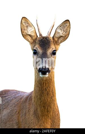 Portrait von jungen Rehe Buck auf weißem Hintergrund. Stockfoto