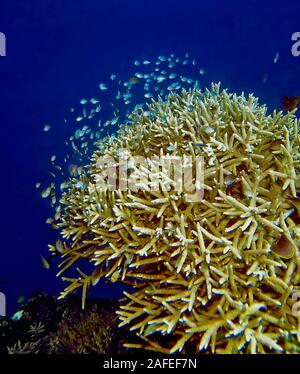 Doktoren Damselfishes (blaue Chromis Chromis SP.) sammeln um eine verzweigte Koralle (Acropora sp.). Stockfoto