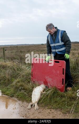 Horsey Strand grau Robbenkolonie (Halichoerus grypus) in Norfolk, UK, im Winter (Dezember) - warden auf der Suche nach einem jungen Hund auf dem Weg Stockfoto