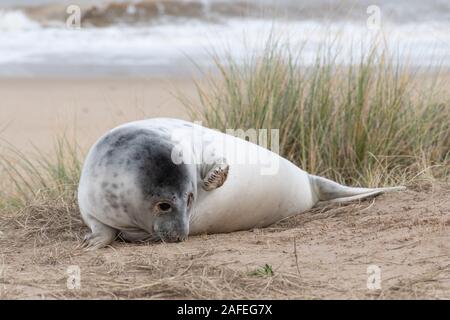 Horsey Strand grau Robbenkolonie (Halichoerus grypus) in Norfolk, UK, im Winter (Dezember) - Eine junge SEAL Pup in den Dünen. Stockfoto