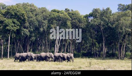 Afrikanische Elefanten aus dem Wald und in den Sumpf in Masai Mara, Kenia. Stockfoto