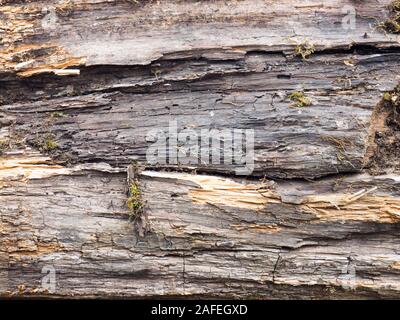 Hintergrund von alter Baum mit Moos. Tuapse, Schwarzes Meer, Kaukasus Stockfoto