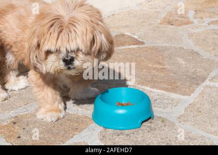 Hund essen in einem Kunststoff blau Hund Schüssel Stockfoto