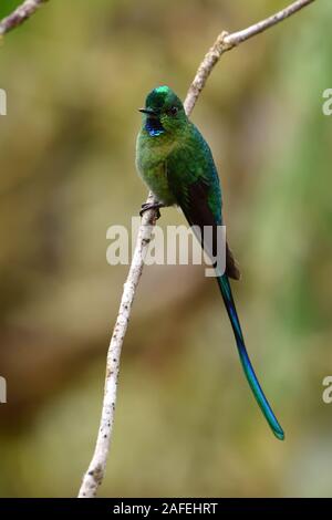 Long-tailed Sylph hummingbird Stockfoto