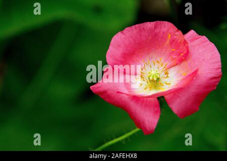 Rosa Mohn im Garten Stockfoto