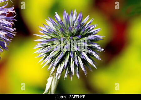 Echinops im Garten Stockfoto