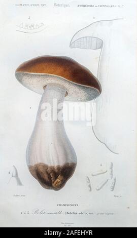 Handcolorierte botanischen Lithographie von Boltus Pilz. Steinpilze ist eine Gattung der Pilz-produzierenden Pilzen, bestehend aus über 100 Arten. Stockfoto