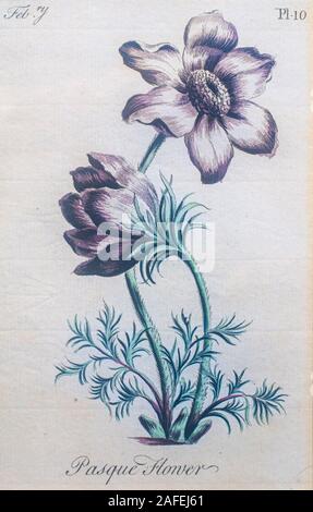 Handcolorierte botanischen Gravur Pulsatilla vulgaris (Pasque flower, küchenschelle) Stockfoto