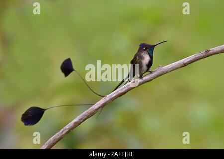 Eine wunderbare Spatuletail Kolibris die seltenen und spektakulären Kolibri in der Welt Stockfoto