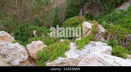 Teppich von Pflanzen, carpobrotus Edulis wachsen auf den Felsen Stockfoto