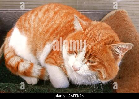 Schöne und healtly Katze portrait schlafen außerhalb Stockfoto