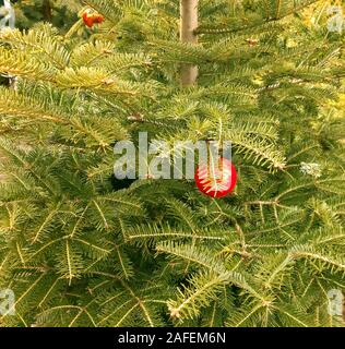 Grüner Weihnachtsbaum auf Verkauf mit einige Dekorationen Stockfoto