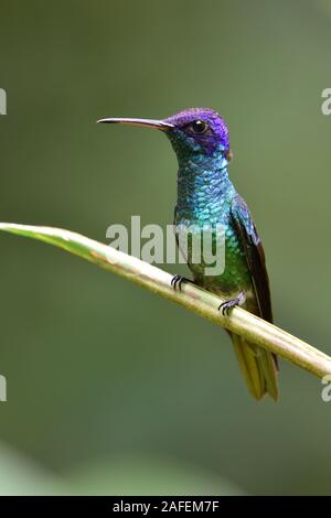 Ein goldenes - Sapphire Kolibri in tropischen Regenwald tailed Stockfoto