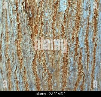 Junge elm bark Textur, Hintergrund Stockfoto