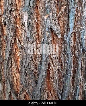 Acacia Rinde Textur Nahaufnahme, junger Baum Stockfoto