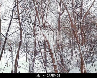 Ein paar Bäume und viel Schnee Stockfoto