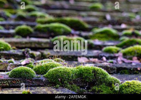 Moos auf dem alten Dach Stockfoto