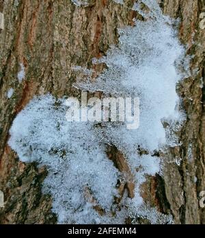 Baumrinde mit Schnee Textur Nahaufnahme Stockfoto