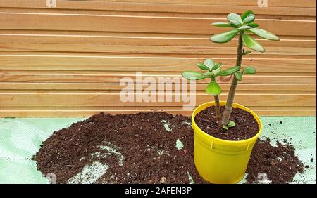 Jade tree vor kurzem umgetopft, mit Kopie Raum Stockfoto