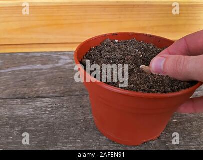 Hand pflanzen einen Samen in einen Blumentopf Stockfoto