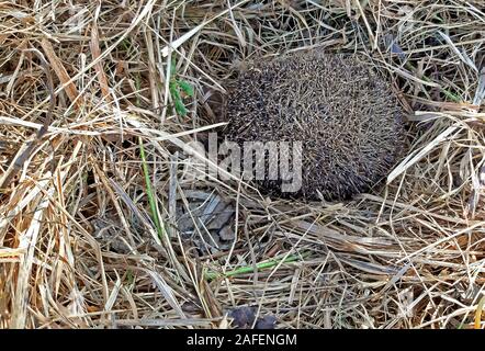 Ein Igel überwintert in trockenem Gras Hintergrund. Stockfoto