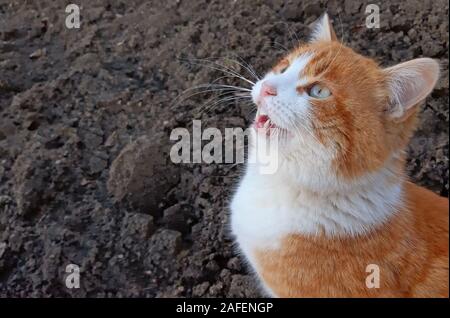 Eine schöne Katze meow, Es ist hungrig. Platz kopieren Stockfoto