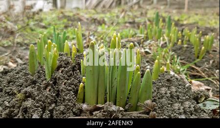 Frühlingsblumen wie Narzissen begann zu wachsen Stockfoto