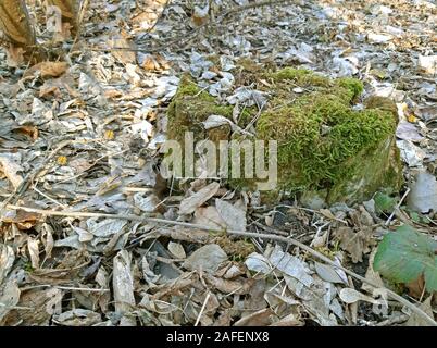 Moos wächst auf einem Baumstumpf im Wald Stockfoto