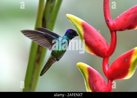 Eine goldene-tailed Sapphire Kolibri im Flug Essen, ein Nektar der heliconia Blume Stockfoto