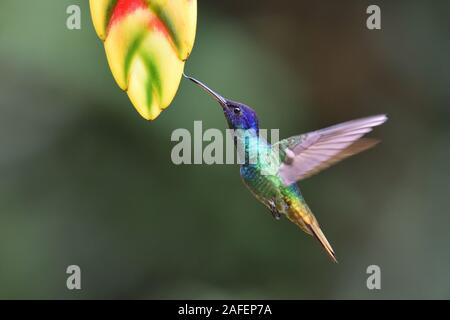 Eine goldene-tailed Sapphire Kolibri im Flug Essen, ein Nektar der heliconia Blume Stockfoto