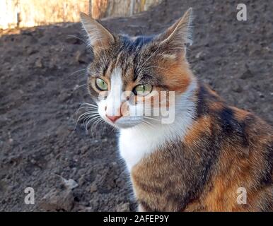 Eine dreifarbige Katze sitzt nachdenklich Nahaufnahme Stockfoto