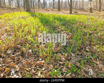 Das Gras begann im Wald im Frühling zu wachsen Stockfoto