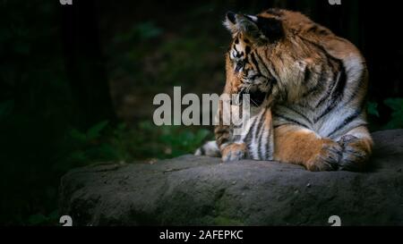 Junge Tiger in der Seite Profil in höchster Alarmbereitschaft auf einem Stein saß Stockfoto