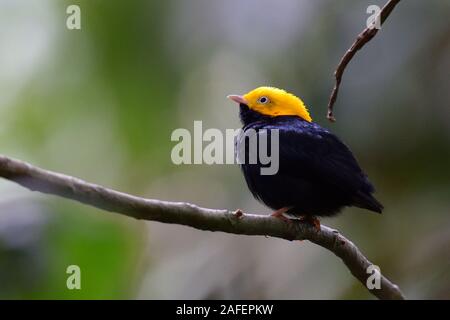 Männliche Golden-headed Manakin im Peruanischen Regenwald Stockfoto