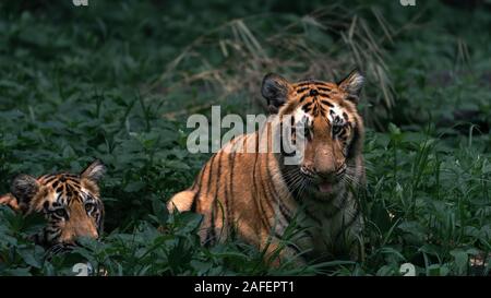 Zwei junge Tiger in Versteck spielen und im dichten Laub suchen Stockfoto