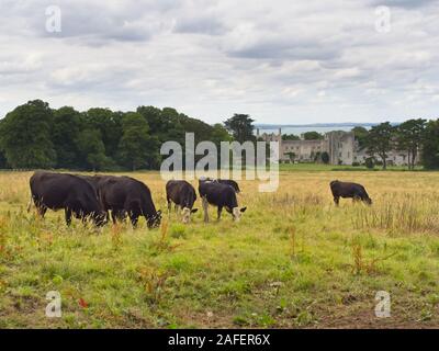 Eine kleine Gruppe von Kühen ist die Fütterung aus dem Gras einer Wiese vor Howth (Binn Éadair) Schloss in der Nähe von Dublin (Irland) an einem bewölkten Sommertag, Witz Stockfoto