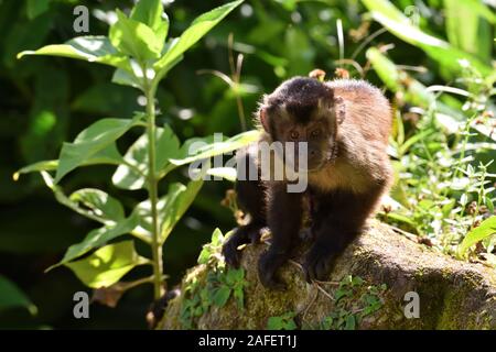 Eine braune Kapuziner Affen im Amazonas Regenwald Stockfoto