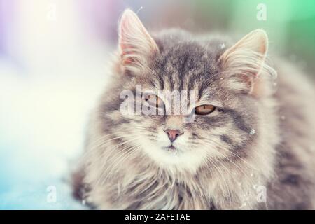 Porträt einer Sibirischen Katze im Winter im Freien Stockfoto