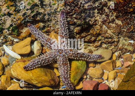 Stachelige star Fisch oder Seesterne wissenschaftlicher Name Marthasterias glacialis in Knsyna Köpfe Südafrika Stockfoto