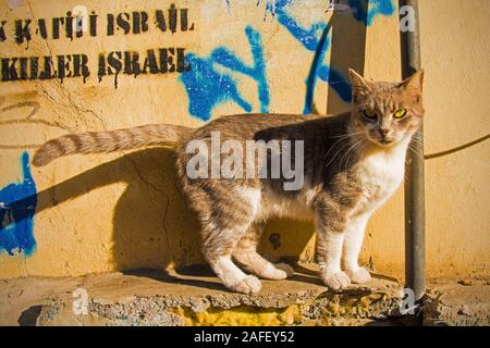 Istanbul, Türkei 8. September 2019. Eine der vielen Katzen im Stadtteil Cihangir von Beyoglu, Istanbul, Türkei Stockfoto