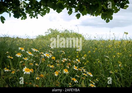 Blühende Feld mit Krone Daisy (Glebionis coronaria) Blumen am Fuße der Feigenbaum (Ficus Carica) in Formentera (Balearen, Spanien) Stockfoto