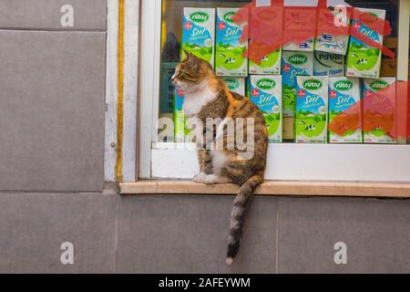 Istanbul, Türkei 8. September 2019. Eine der vielen Katzen im Stadtteil Cihangir von Beyoglu, Istanbul, Türkei Stockfoto