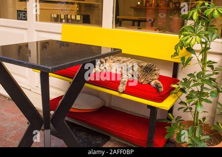 Istanbul, Türkei 8. September 2019. Eine der vielen Katzen im Stadtteil Cihangir von Beyoglu, Istanbul, Türkei Stockfoto
