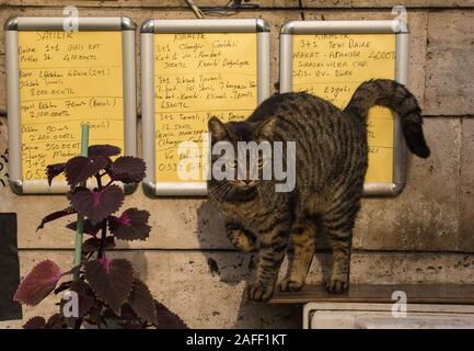 Istanbul, Türkei 8. September 2019. Eine der vielen Katzen im Stadtteil Cihangir von Beyoglu, Istanbul, Türkei Stockfoto