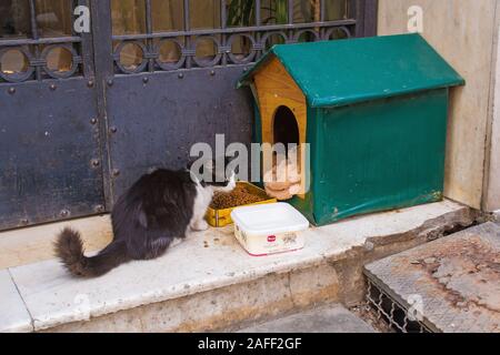 Istanbul, Türkei 8. September 2019. Eine der vielen Katzen im Stadtteil Cihangir von Beyoglu, Istanbul, Türkei Stockfoto