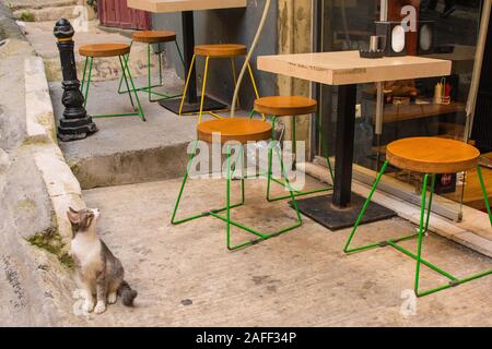 Istanbul, Türkei 8. September 2019. Eine der vielen Katzen im Stadtteil Cihangir von Beyoglu, Istanbul, Türkei Stockfoto