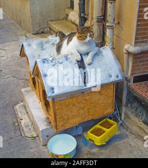 Istanbul, Türkei 8. September 2019. Eine der vielen Katzen im Stadtteil Cihangir von Beyoglu, Istanbul, Türkei Stockfoto